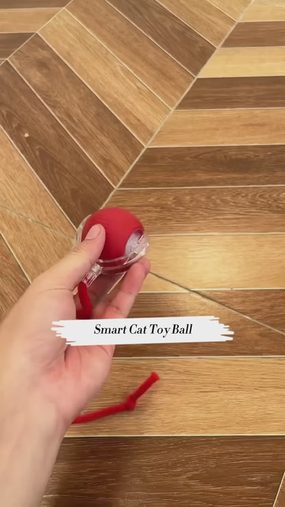 Paw Buddy Motion toy 2.0